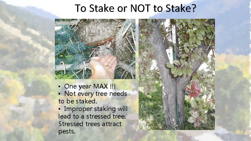 To Stake or NOT to Stake? • One year MAX !!! • Not every