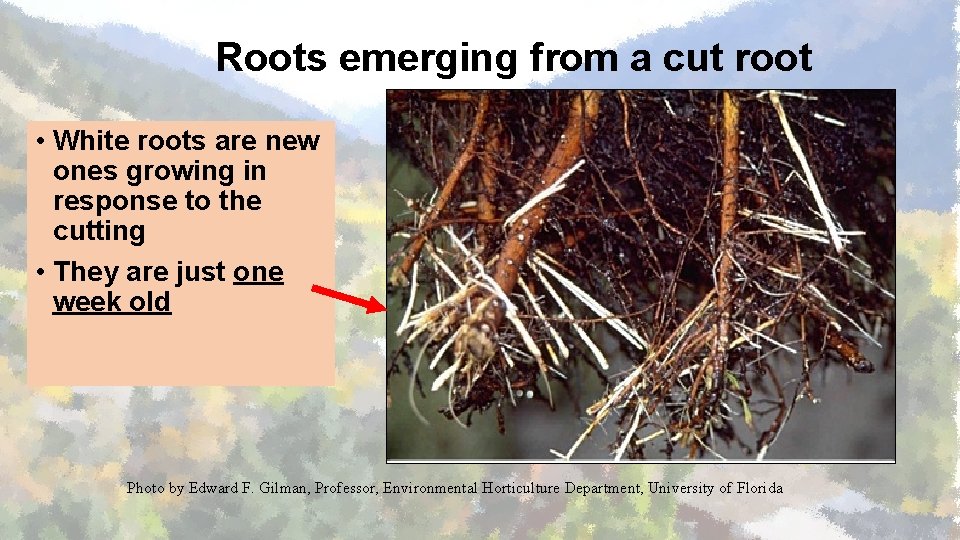 Roots emerging from a cut root • White roots are new ones growing in