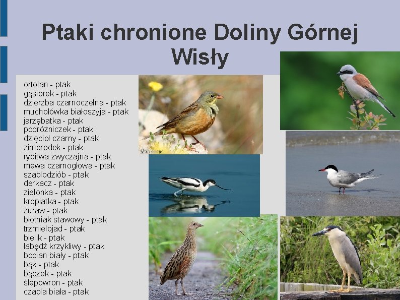 Ptaki chronione Doliny Górnej Wisły ortolan - ptak gąsiorek - ptak dzierzba czarnoczelna -