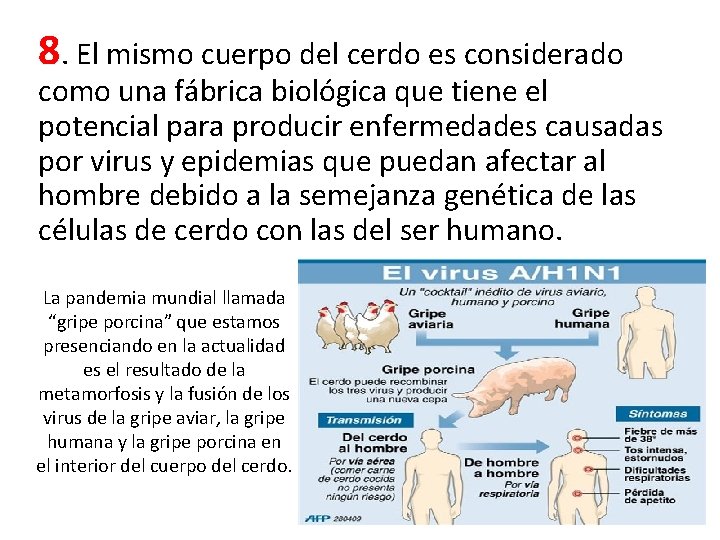 8. El mismo cuerpo del cerdo es considerado como una fábrica biológica que tiene