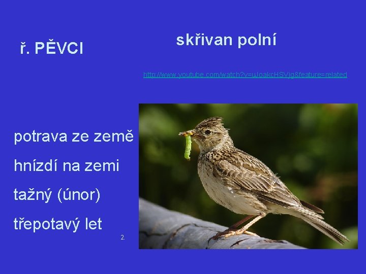 skřivan polní ř. PĚVCI http: //www. youtube. com/watch? v=u. Joakc. HSVjg&feature=related potrava ze země