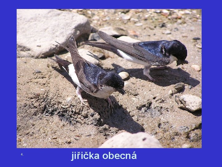4. jiřička obecná 