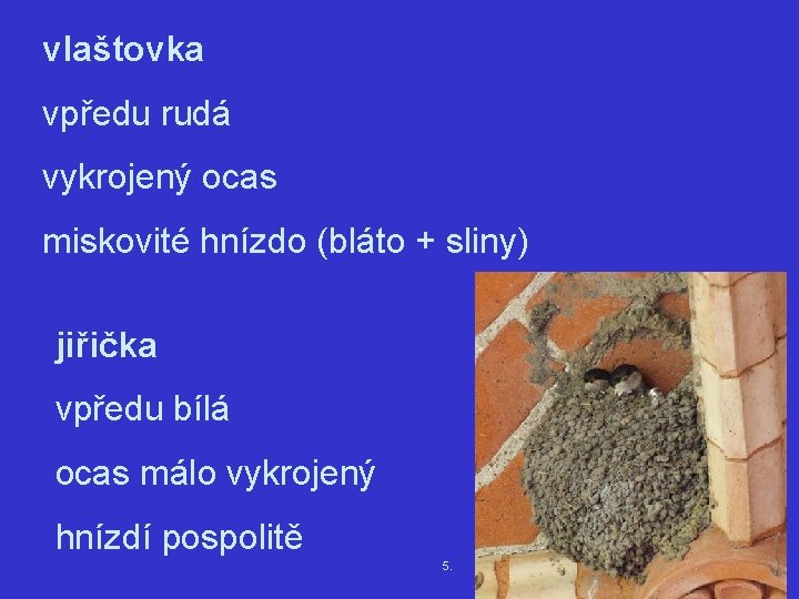 vlaštovka vpředu rudá vykrojený ocas miskovité hnízdo (bláto + sliny) jiřička vpředu bílá ocas