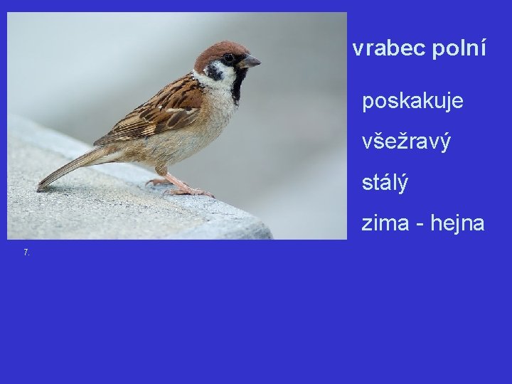 vrabec polní poskakuje všežravý stálý zima - hejna 7. 