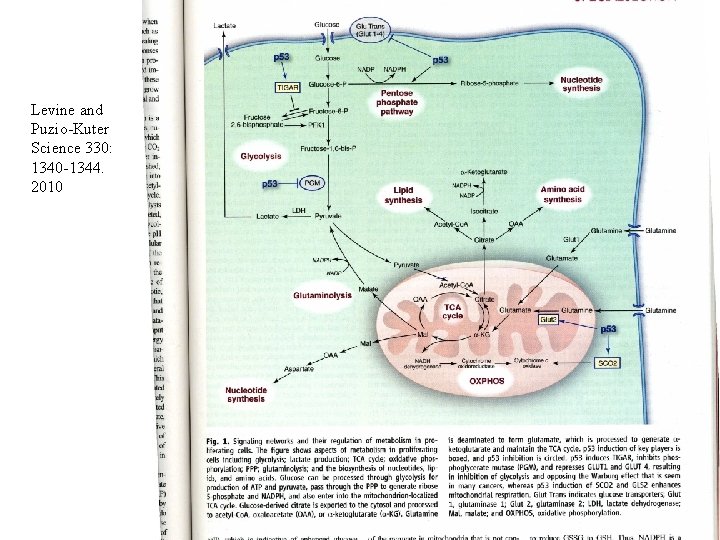 Levine and Puzio-Kuter Science 330: 1340 -1344. 2010 