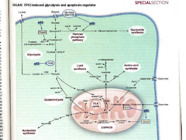 TIGAR: TP 53 induced glycolysis and apoptosis regulator 