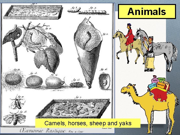 Animals Camels, horses, sheep and yaks 