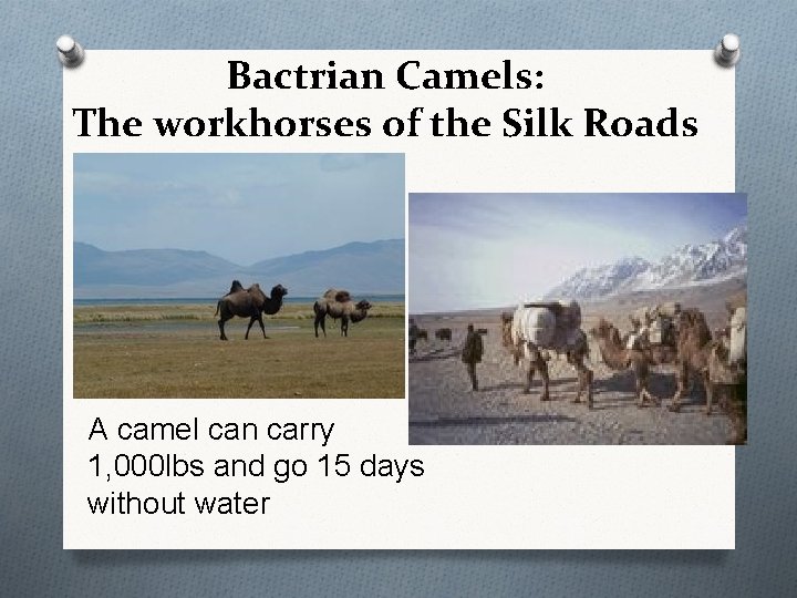 Bactrian Camels: The workhorses of the Silk Roads A camel can carry 1, 000