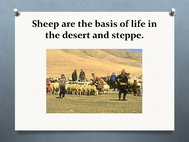 Sheep are the basis of life in the desert and steppe. 