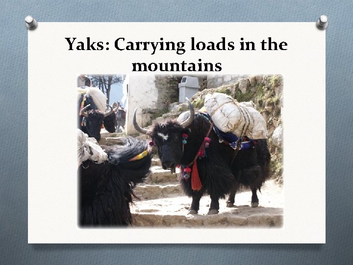 Yaks: Carrying loads in the mountains 