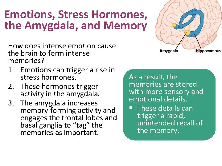 Emotions, Stress Hormones, the Amygdala, and Memory How does intense emotion cause the brain