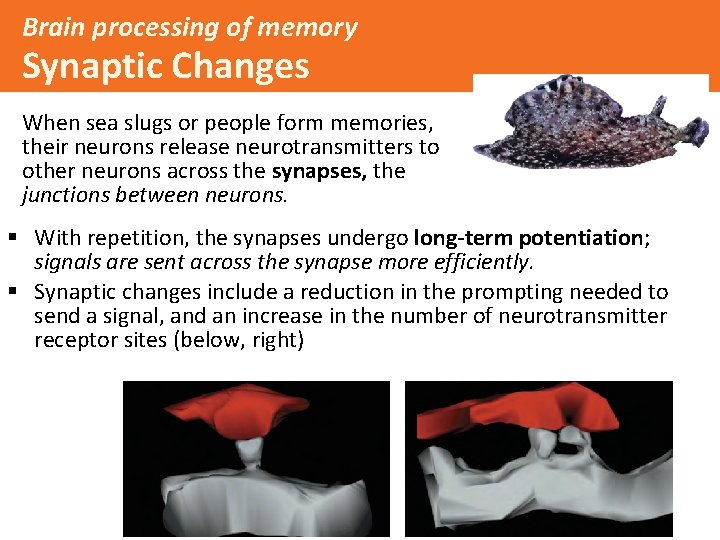 Brain processing of memory Synaptic Changes When sea slugs or people form memories, their