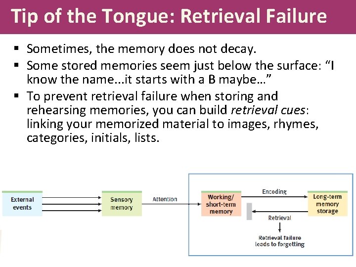 Tip of the Tongue: Retrieval Failure § Sometimes, the memory does not decay. §