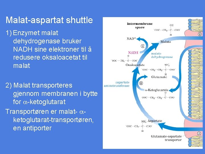 Malat-aspartat shuttle 1) Enzymet malat dehydrogenase bruker NADH sine elektroner til å redusere oksaloacetat