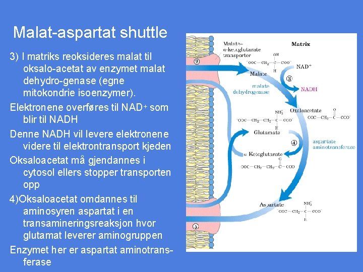 Malat-aspartat shuttle 3) I matriks reoksideres malat til oksalo-acetat av enzymet malat dehydro-genase (egne