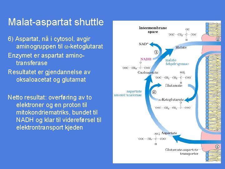 Malat-aspartat shuttle 6) Aspartat, nå i cytosol, avgir aminogruppen til a-ketoglutarat Enzymet er aspartat