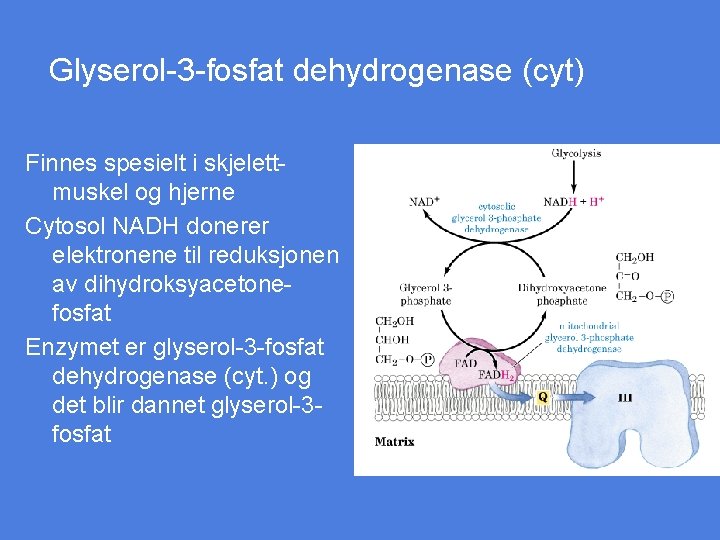 Glyserol-3 -fosfat dehydrogenase (cyt) Finnes spesielt i skjelettmuskel og hjerne Cytosol NADH donerer elektronene