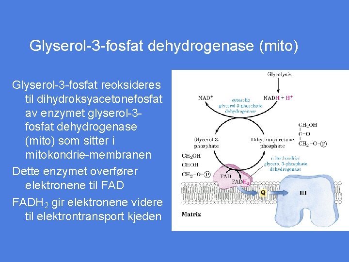 Glyserol-3 -fosfat dehydrogenase (mito) Glyserol-3 -fosfat reoksideres til dihydroksyacetonefosfat av enzymet glyserol-3 fosfat dehydrogenase