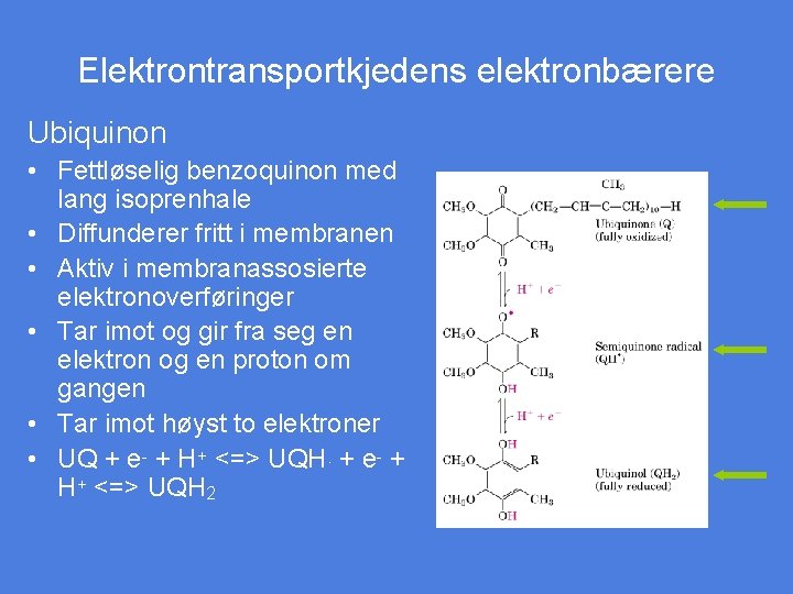 Elektrontransportkjedens elektronbærere Ubiquinon • Fettløselig benzoquinon med lang isoprenhale • Diffunderer fritt i membranen