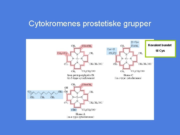 Cytokromenes prostetiske grupper Kovalent bundet til Cys 