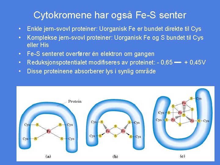 Cytokromene har også Fe-S senter • Enkle jern-svovl proteiner: Uorganisk Fe er bundet direkte