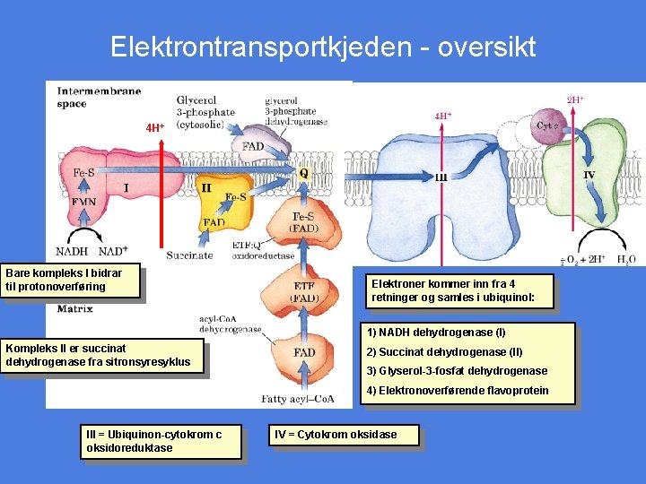 Elektrontransportkjeden - oversikt 4 H+ Bare kompleks I bidrar til protonoverføring Elektroner kommer inn