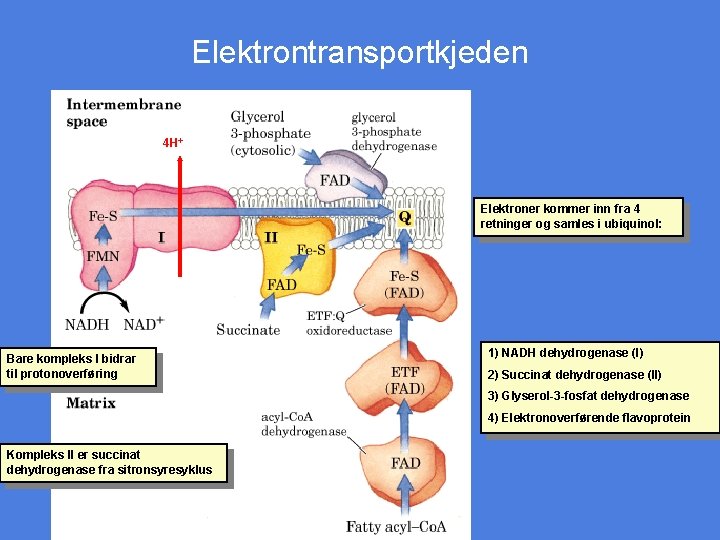 Elektrontransportkjeden 4 H+ Elektroner kommer inn fra 4 retninger og samles i ubiquinol: Bare