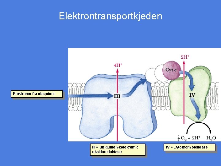 Elektrontransportkjeden Elektroner fra ubiquinol: III = Ubiquinon-cytokrom c oksidoreduktase IV = Cytokrom oksidase 