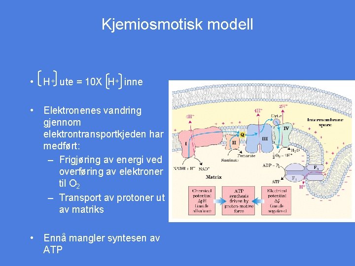 Kjemiosmotisk modell • H+ ute = 10 X H+ inne • Elektronenes vandring gjennom