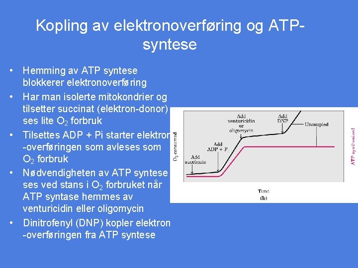 Kopling av elektronoverføring og ATPsyntese • Hemming av ATP syntese blokkerer elektronoverføring • Har