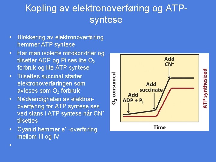 Kopling av elektronoverføring og ATPsyntese • Blokkering av elektronoverføring hemmer ATP syntese • Har