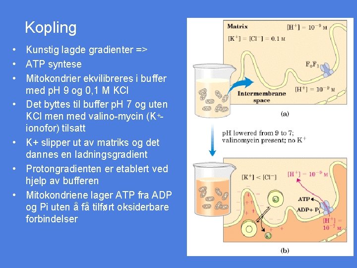 Kopling • Kunstig lagde gradienter => • ATP syntese • Mitokondrier ekvilibreres i buffer