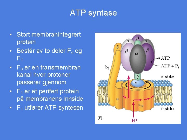 ATP syntase • Stort membranintegrert protein • Består av to deler Fo og F