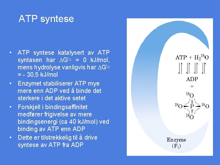 ATP syntese • ATP syntese katalysert av ATP syntasen har DG’o = 0 k.