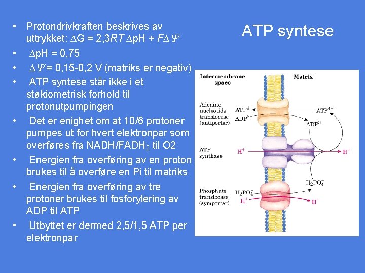  • Protondrivkraften beskrives av uttrykket: DG = 2, 3 RT Dp. H +