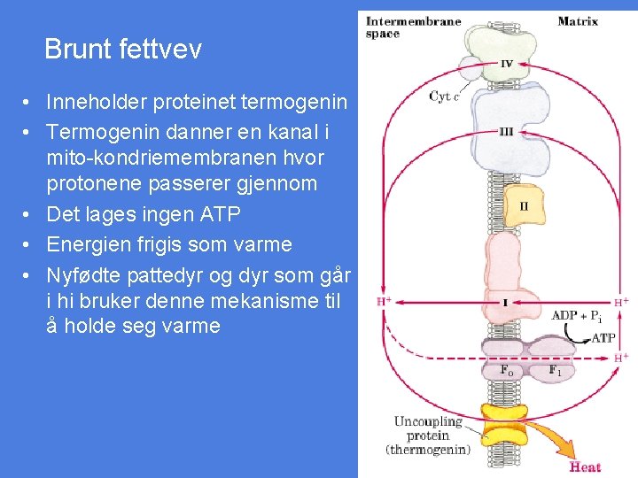 Brunt fettvev • Inneholder proteinet termogenin • Termogenin danner en kanal i mito-kondriemembranen hvor