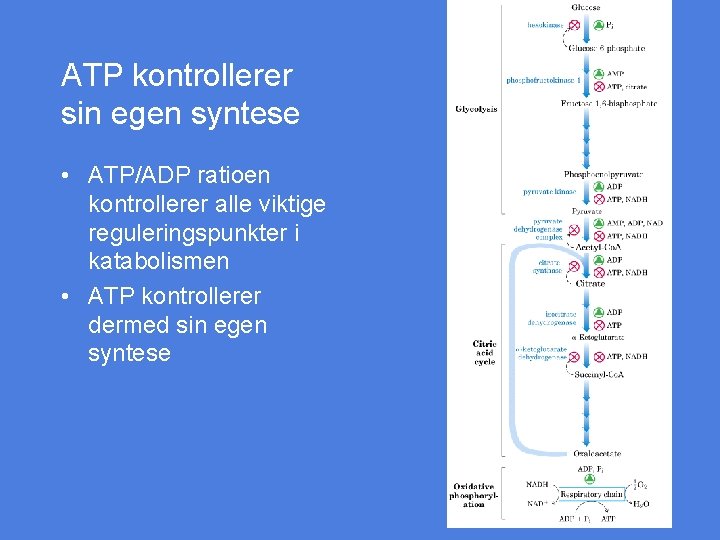ATP kontrollerer sin egen syntese • ATP/ADP ratioen kontrollerer alle viktige reguleringspunkter i katabolismen
