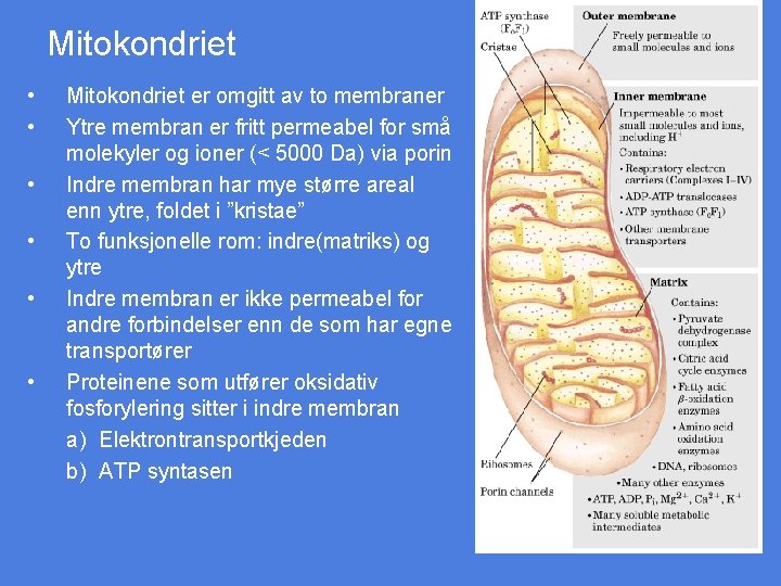 Mitokondriet • • • Mitokondriet er omgitt av to membraner Ytre membran er fritt