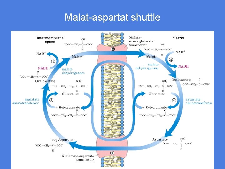 Malat-aspartat shuttle 