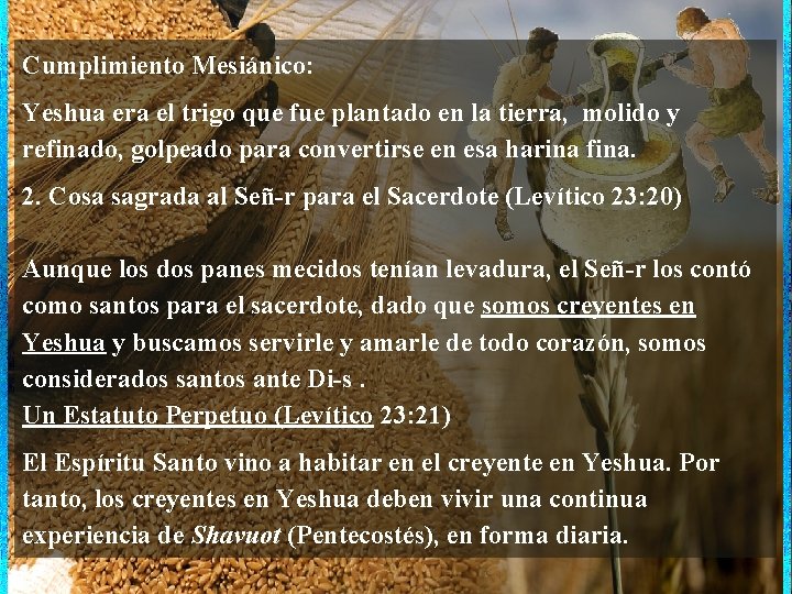 Cumplimiento Mesiánico: Yeshua era el trigo que fue plantado en la tierra, molido y