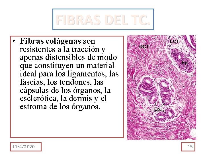 FIBRAS DEL TC. • Fibras colágenas son resistentes a la tracción y apenas distensibles FIBRAS DEL TC. • Fibras colágenas son resistentes a la tracción y apenas distensibles