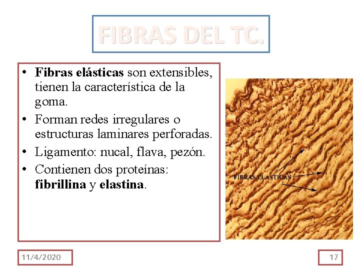 FIBRAS DEL TC. • Fibras elásticas son extensibles, tienen la característica de la goma. FIBRAS DEL TC. • Fibras elásticas son extensibles, tienen la característica de la goma.