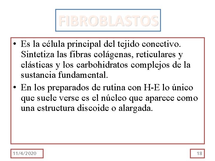 FIBROBLASTOS • Es la célula principal del tejido conectivo. Sintetiza las fibras colágenas, reticulares FIBROBLASTOS • Es la célula principal del tejido conectivo. Sintetiza las fibras colágenas, reticulares