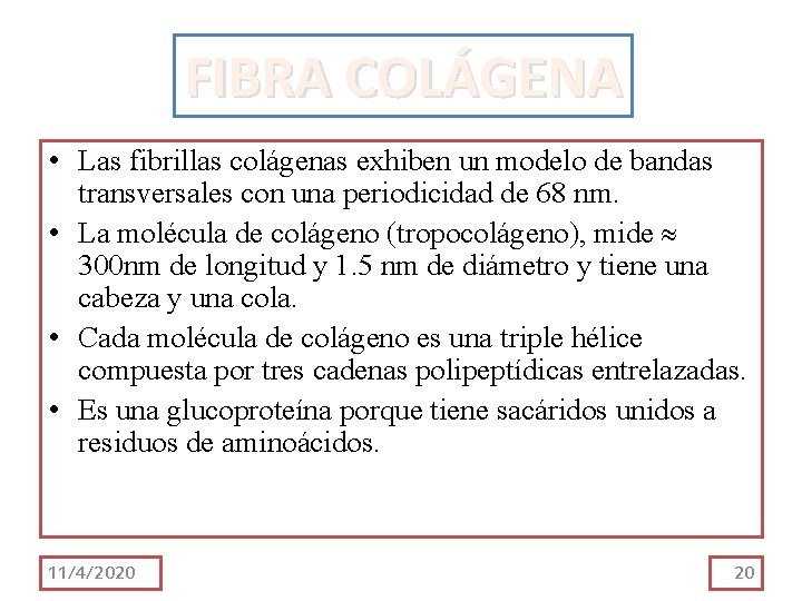 FIBRA COLÁGENA • Las fibrillas colágenas exhiben un modelo de bandas transversales con una FIBRA COLÁGENA • Las fibrillas colágenas exhiben un modelo de bandas transversales con una