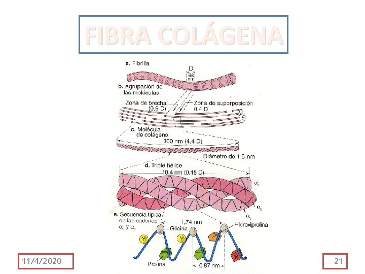 FIBRA COLÁGENA 11/4/2020 21 FIBRA COLÁGENA 11/4/2020 21