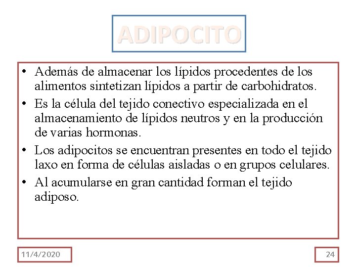 ADIPOCITO • Además de almacenar los lípidos procedentes de los alimentos sintetizan lípidos a ADIPOCITO • Además de almacenar los lípidos procedentes de los alimentos sintetizan lípidos a