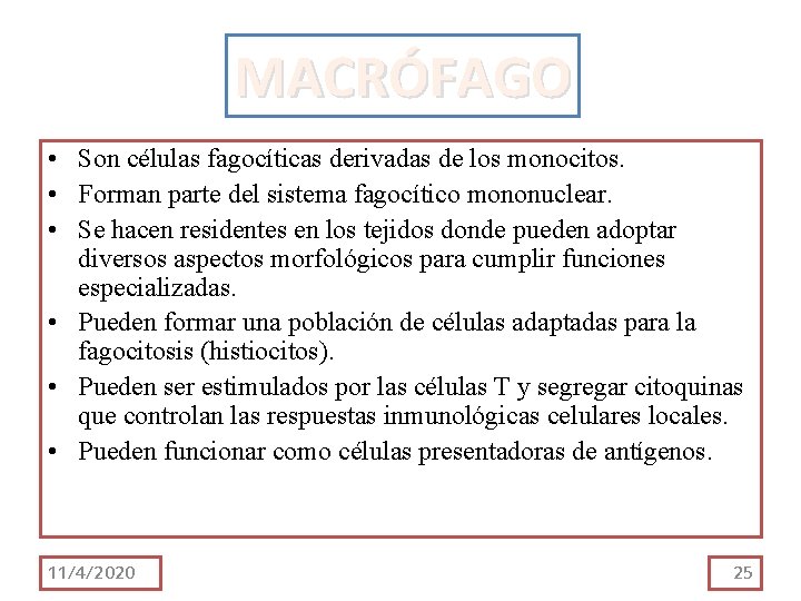 MACRÓFAGO • Son células fagocíticas derivadas de los monocitos. • Forman parte del sistema MACRÓFAGO • Son células fagocíticas derivadas de los monocitos. • Forman parte del sistema