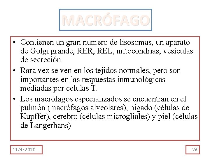 MACRÓFAGO • Contienen un gran número de lisosomas, un aparato de Golgi grande, RER, MACRÓFAGO • Contienen un gran número de lisosomas, un aparato de Golgi grande, RER,