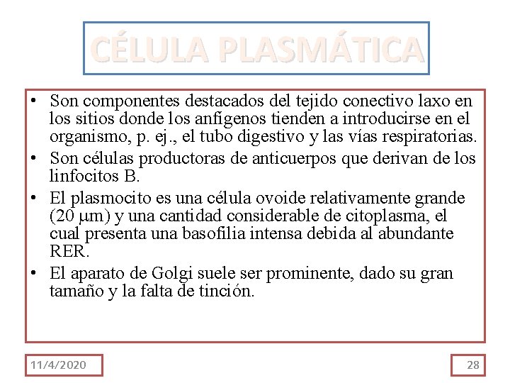CÉLULA PLASMÁTICA • Son componentes destacados del tejido conectivo laxo en los sitios donde CÉLULA PLASMÁTICA • Son componentes destacados del tejido conectivo laxo en los sitios donde