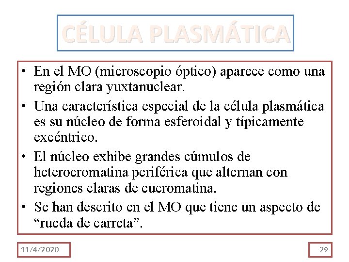 CÉLULA PLASMÁTICA • En el MO (microscopio óptico) aparece como una región clara yuxtanuclear. CÉLULA PLASMÁTICA • En el MO (microscopio óptico) aparece como una región clara yuxtanuclear.